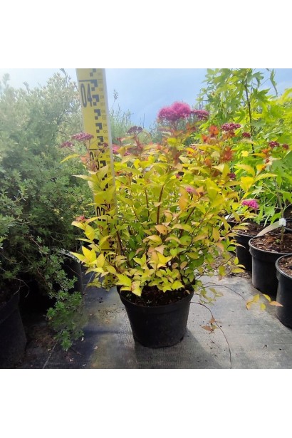 Спірея японська Меджик Карпет®/Вальбума® - 3л/вис.30-40см/Ø30-40см